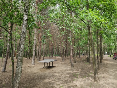 Park Strumykowa w lesie